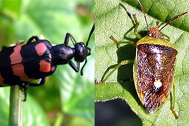 Dân đổ xô đi săn bắt loài côn trùng cực độc, ăn một con có thể chết người