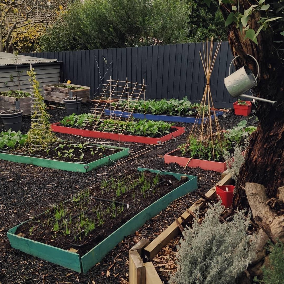 Muốn tự cung tự cấp thực phẩm, người đàn ông làm khu vườn rau, trái sum suê - 6