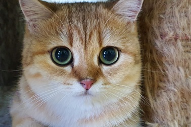 Bỏ 160 triệu đồng mua mèo Anh, đi ngoài đường ai cũng tưởng mèo “ta”