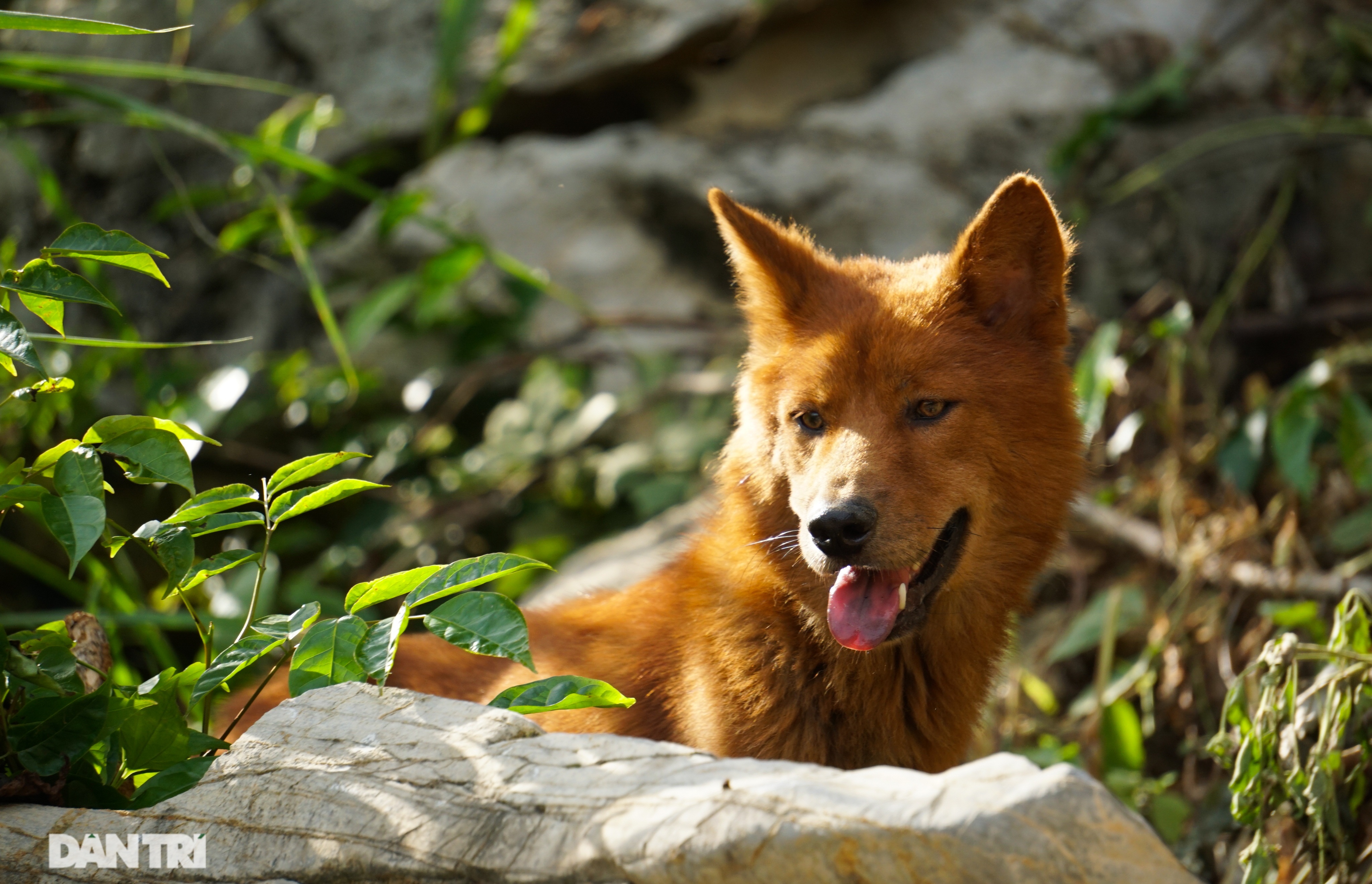 Hồi sinh giống chó săn cổ quý hiếm lừng danh đất Việt - 5