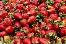 11.000 học sinh Đức bị ngộ độc là do dâu tây Trung Quốc