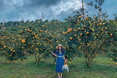 Check-in vườn cây “trái vàng” cam canh Mộc Châu