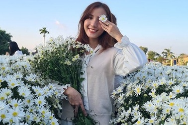 Hải Phòng: "Check-in" những vườn cúc họa mi đẹp đến nao lòng cùng giới trẻ