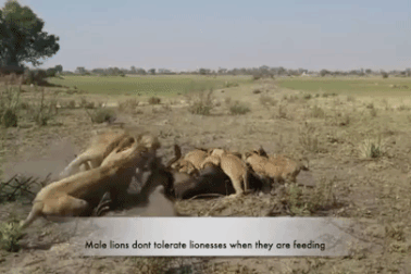Sư tử đực đuổi đánh sư tử cái vì lý do bất ngờ