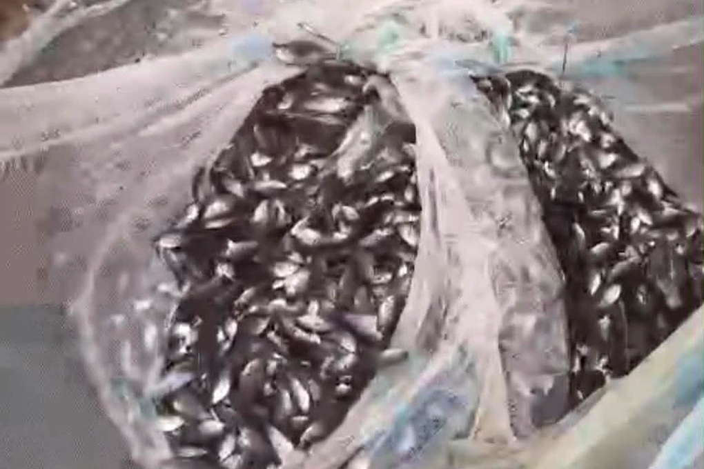 Cá bơi tung tăng bên đường sau mưa, người dân ở Hải Phòng mang xô đến bắt - 1 Cá bơi tung tăng bên đường sau mưa, người dân ở Hải Phòng mang xô đến bắt - 1