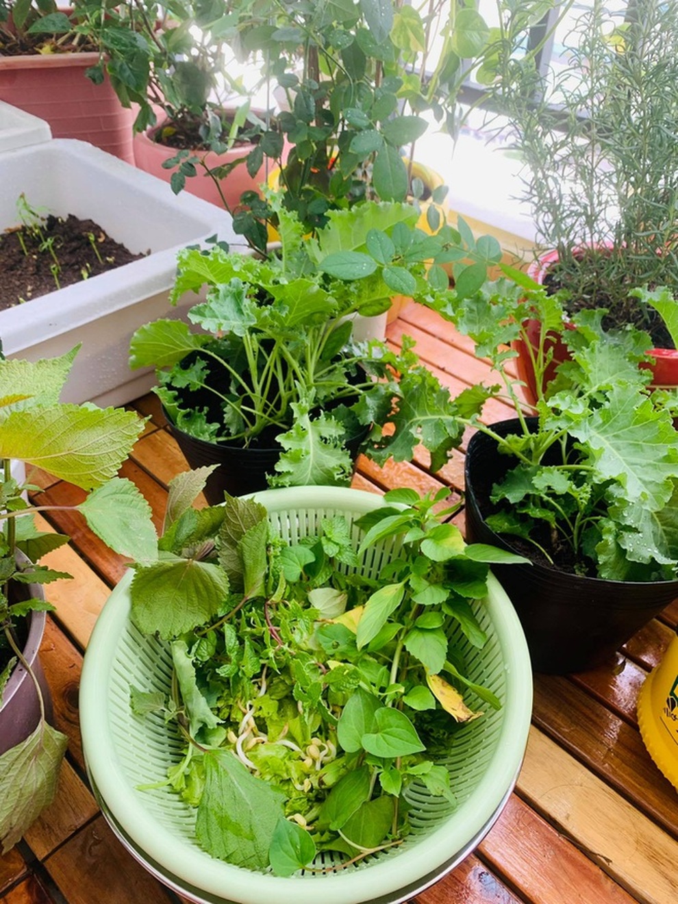 Những khu vườn ban công nhỏ mà có võ, tràn ngập rau trái sum suê - 8 Những khu vườn ban công nhỏ mà có võ, tràn ngập rau trái sum suê - 8