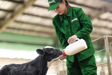 Vinamilk tinh tuyển giống bò thuần chủng để sản xuất sữa tươi A2 cho trẻ em Việt