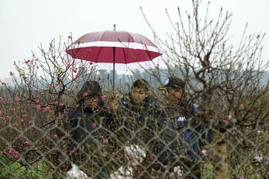 Mưa phùn, gió rét không làm vắng vườn đào Nhật Tân