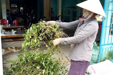 Đổ xô thu hái cây cà gai leo vì tin đồn chữa được “ung thư gan”