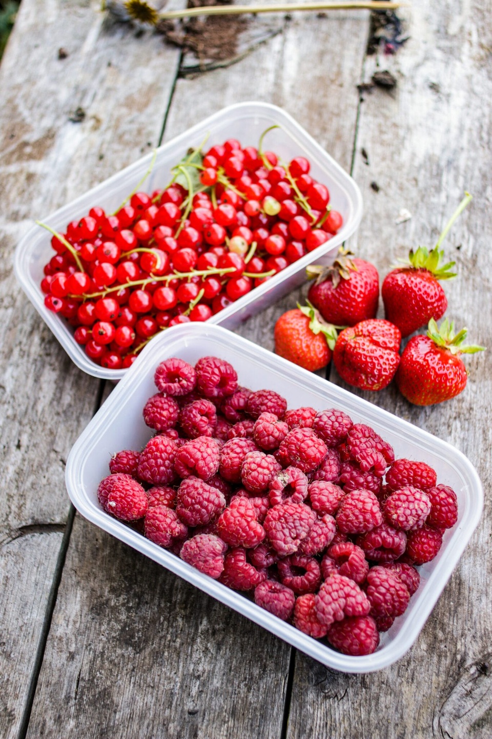 Vườn rau ngon, trái ngọt muốn ăn lúc nào cũng có của chàng trai phố thị - 7