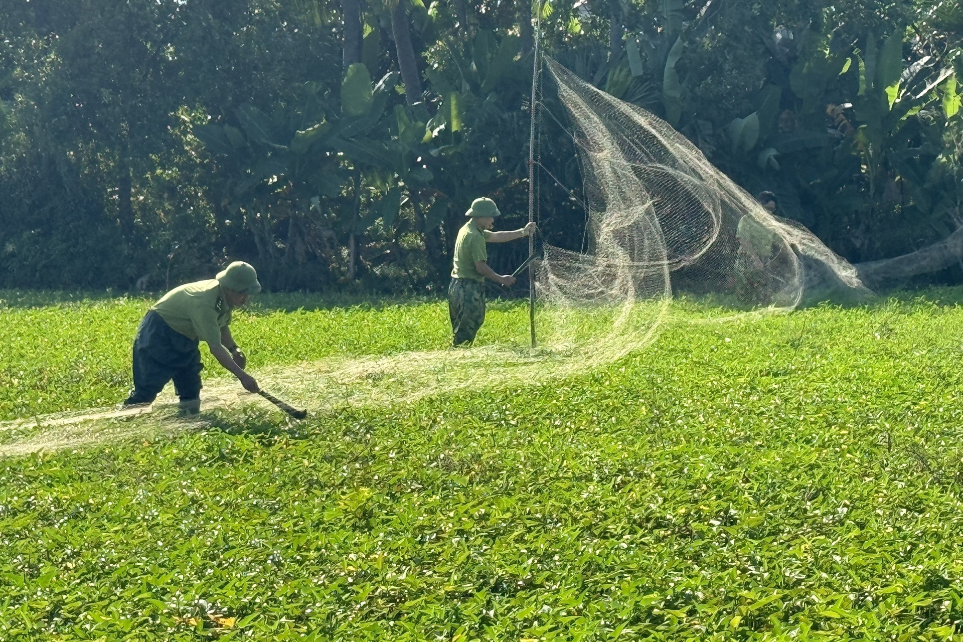 Ám ảnh chim trời bị trói chân, đứng làm mồi nhử đồng loại giữa cánh đồng - 3 Ám ảnh chim trời bị trói chân, đứng làm mồi nhử đồng loại giữa cánh đồng - 3