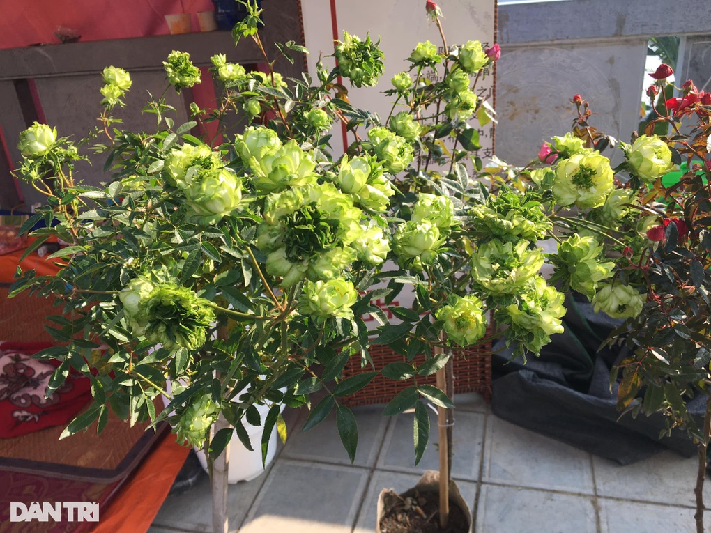Hoa độc lạ xuất hiện tại chợ xuân Lào Cai - 4 Hoa độc lạ xuất hiện tại chợ xuân Lào Cai - 4