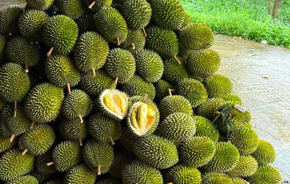 Giá nông sản hôm nay 12/9: Sầu riêng Musang King tăng giá mạnh - 2