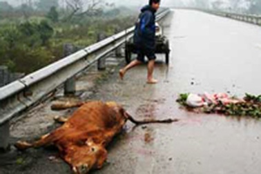 Hết hè, nông dân chưa được nhận tiền hỗ trợ trâu bò chết rét 