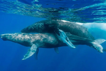 Phát hiện ngoài tưởng tượng về đời sống tình dục của cá voi lưng gù