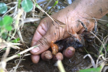 Vất vả nghề lội bùn bắt con... "bò ngang"