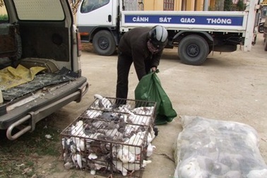 300 con chim bồ câu nhập lậu “bay” vào nội địa