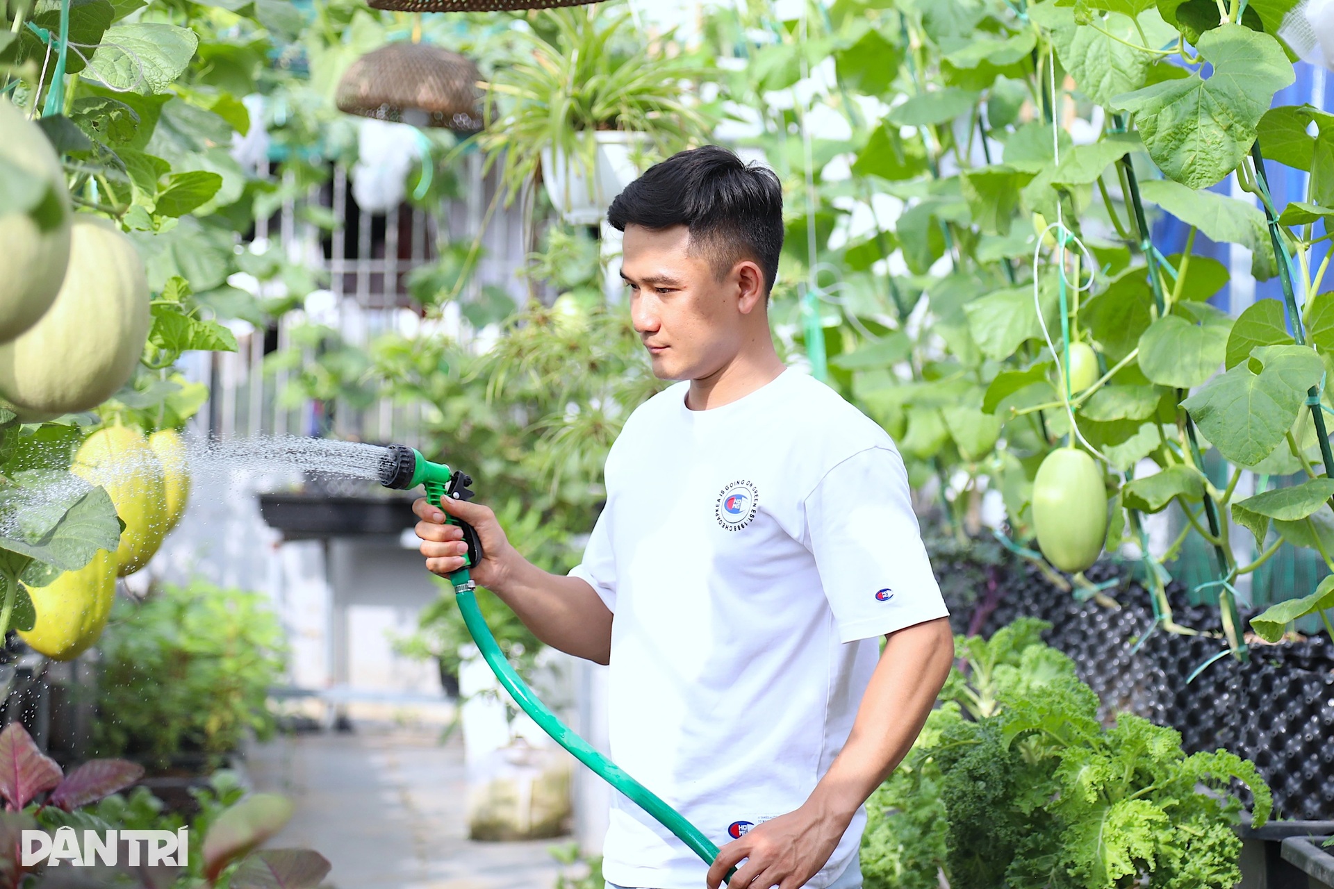 Ông bố ở Hà Nội trồng dưa lưới, nuôi cá sân thượng, kiếm chục triệu/tháng - 3 Ông bố ở Hà Nội trồng dưa lưới, nuôi cá sân thượng, kiếm chục triệu/tháng - 3