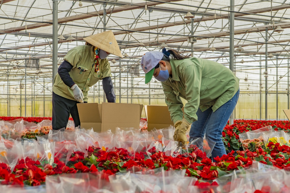 Công nhân nông trại hoa lớn nhất Đà Lạt tất bật vụ Tết - 1 Công nhân nông trại hoa lớn nhất Đà Lạt tất bật vụ Tết - 1