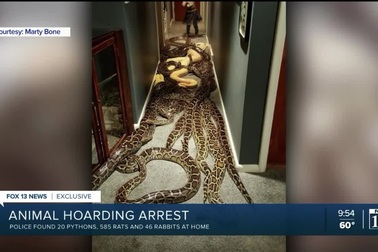 Người đàn ông bị bắt vì nuôi 20 con trăn Miến Điện