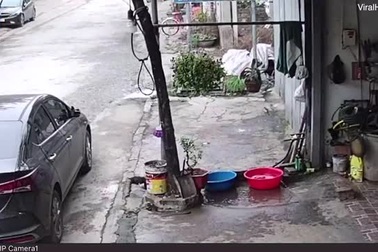 Cá Việt Nam "siêu khỏe" quẫy thoát cửa tử gây kinh ngạc trên báo nước ngoài