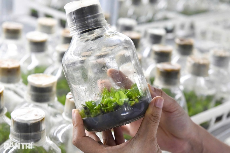 Người Việt dùng công nghệ thuần phục "hoa quý tộc", thu 1 tỷ đồng/1000m2