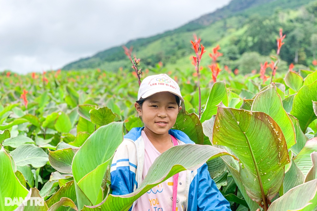 Mùa hoa dong riềng thắp đỏ núi lửa Chư Đang Ya - 7 Mùa hoa dong riềng thắp đỏ núi lửa Chư Đang Ya - 7