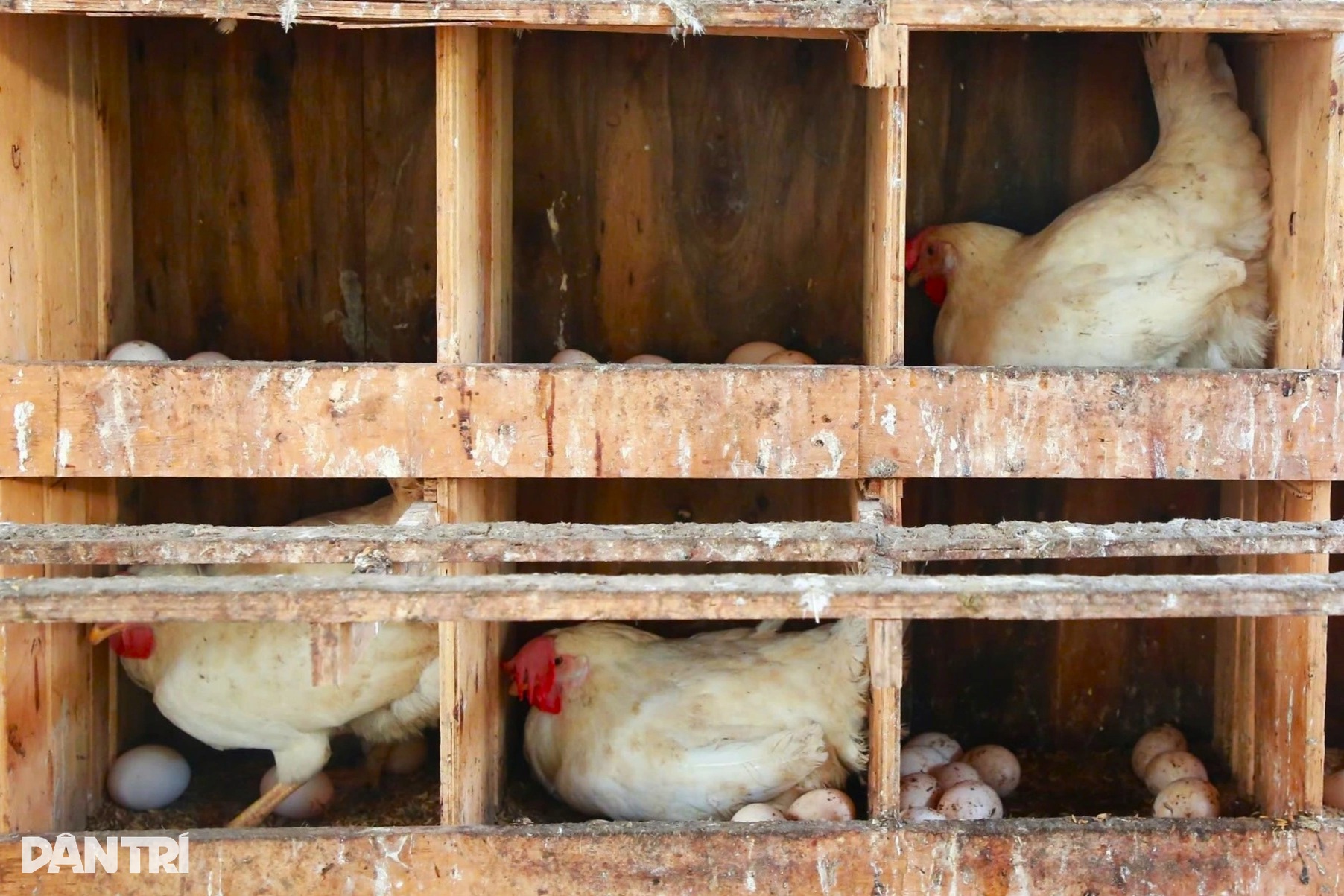 Vợ chồng trẻ 3 lần trắng tay, vực dậy bằng nghề nuôi gà nhân đạo - 3 Vợ chồng trẻ 3 lần trắng tay, vực dậy bằng nghề nuôi gà nhân đạo - 3