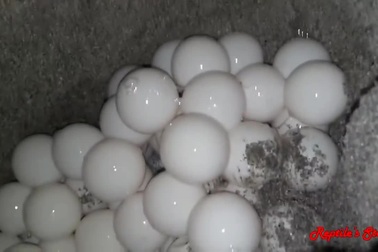 Xem cảnh rùa biển đẻ trứng