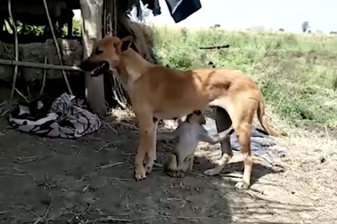 Xúc động chó mẹ nhận khỉ mồ côi bị bắt nạt làm con, cho bú tí