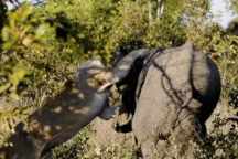 Cuộc chiến sống còn đầy gay cấn giữa sư tử và voi