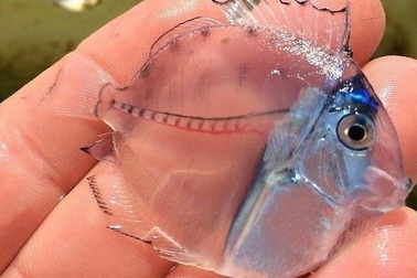 12 loài vật trong suốt kì lạ trên thế giới