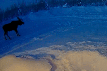 Clip khoảnh khắc hiếm thấy của nai sừng tấm khiến nhiều người kinh ngạc