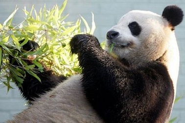 Trà “đắt nhất thế giới” được trồng bằng phân gấu trúc