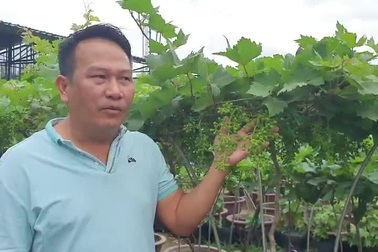Nho kiểng Ninh Thuận đang "cháy hàng"