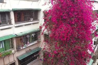 Cây hoa giấy cổ thụ leo cao 30m lên nóc nhà cao tầng như thác nước