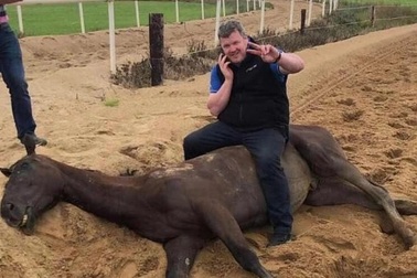 HLV đua ngựa chuyên nghiệp cảm kích vì lời khuyên của Sir Alex