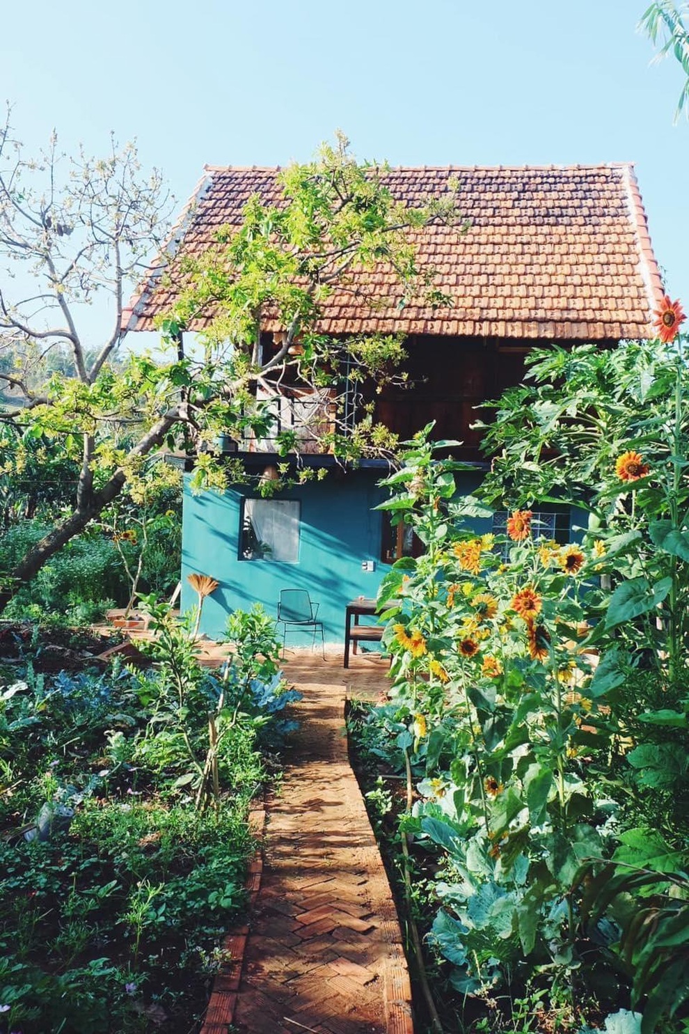 Ấn tượng nhà vườn xinh đẹp, xanh mát trong rẫy cà phê của gia đình Đắk Lắk - 12 Ấn tượng nhà vườn xinh đẹp, xanh mát trong rẫy cà phê của gia đình Đắk Lắk - 12