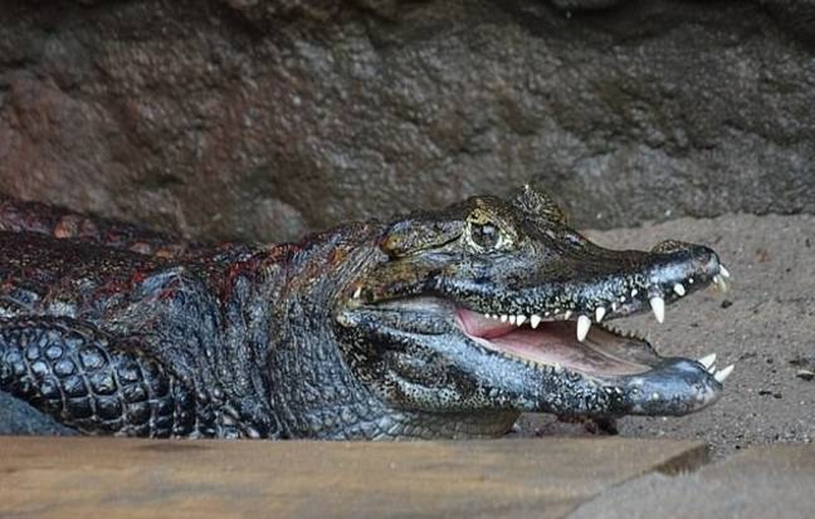 Sự thật buồn của cặp cá sấu giao phối suốt nửa thế kỷ nhưng không có con - 2