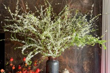 Cách hô biến cành tuyết mai như củi khô bung nở hoa chơi Tết