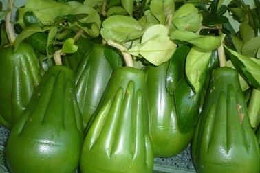 Quà Tết "siêu độc": Mục sở thị cách tạo hình bưởi bàn tay Phật