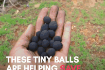 Viên hạt giống – Giải pháp kêu gọi bảo vệ rừng độc đáo của đất nước Kenya