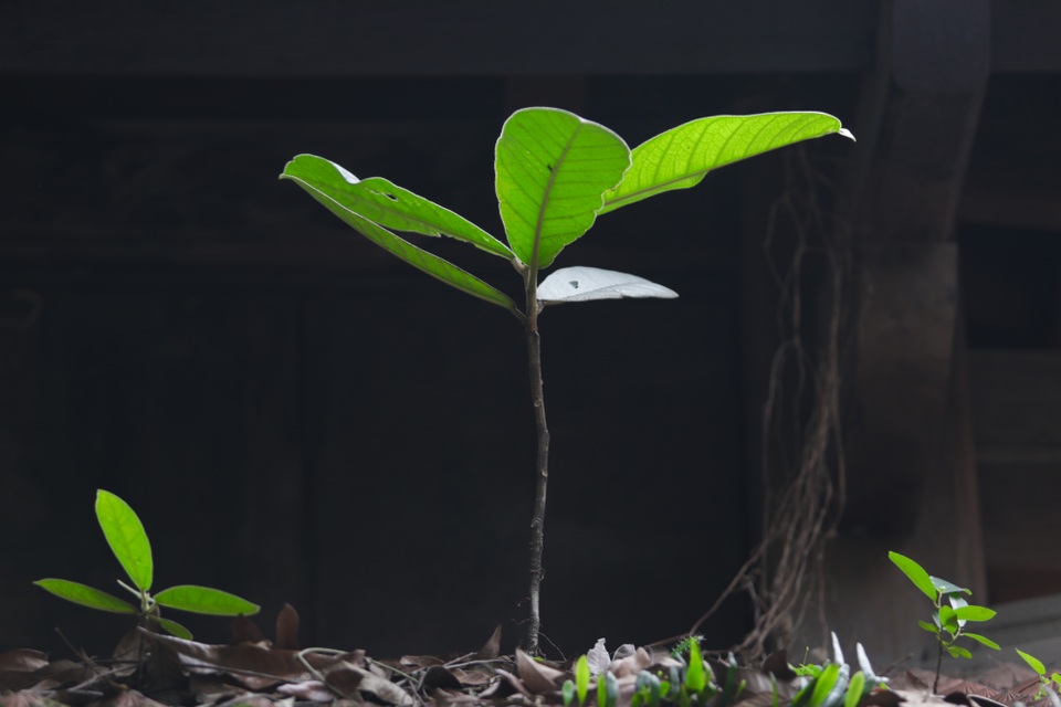 Chiêm ngưỡng ngôi chùa cổ kính nghìn năm tuổi ở Hà Nội - 10 Chiêm ngưỡng ngôi chùa cổ kính nghìn năm tuổi ở Hà Nội - 10