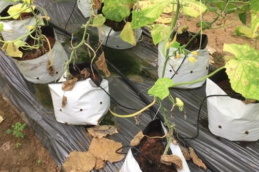 Chàng trai 9X tiên phong trồng  dưa lưới và rau quả sạch