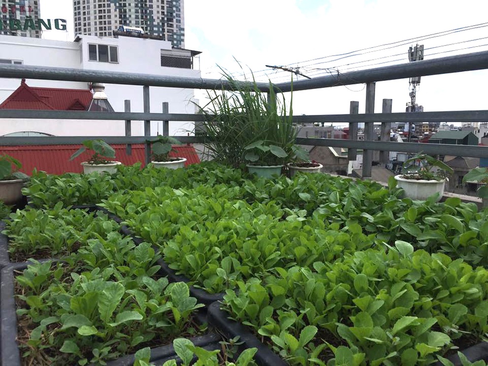 Cặp vợ chồng Hà Nội vác đất lên sân thượng, làm vườn rau xanh sum suê - 1 Cặp vợ chồng Hà Nội vác đất lên sân thượng, làm vườn rau xanh sum suê - 1