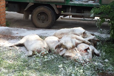 Dân phản ứng khi lợn nhiễm dịch tả châu Phi từ nơi khác mang về thôn tiêu hủy