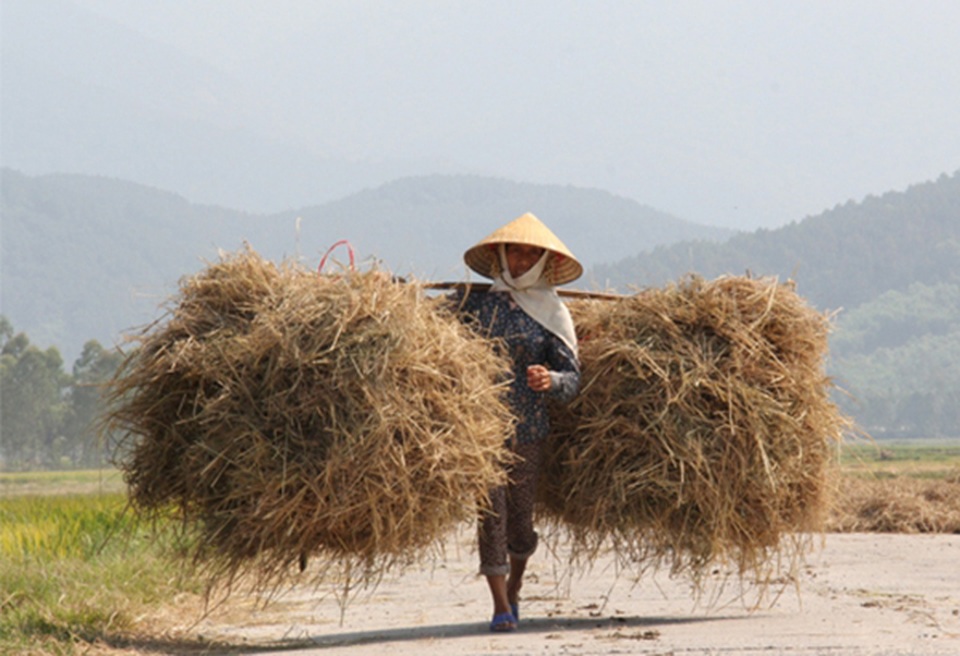 Hà Tĩnh: Dùng rơm làm áo cho hành, kiếm hàng chục triệu đồng - 3 Hà Tĩnh: Dùng rơm làm áo cho hành, kiếm hàng chục triệu đồng - 3