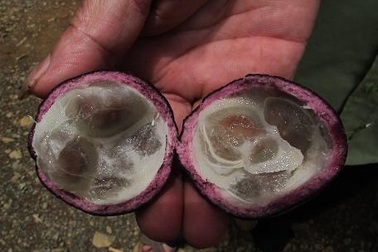 Xác định được loại quả dại khiến 3 trẻ tử vong