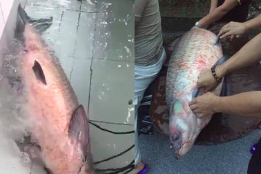 Bắt được cá trắm đen khổng lồ nặng 45 kg ở Yên Bái