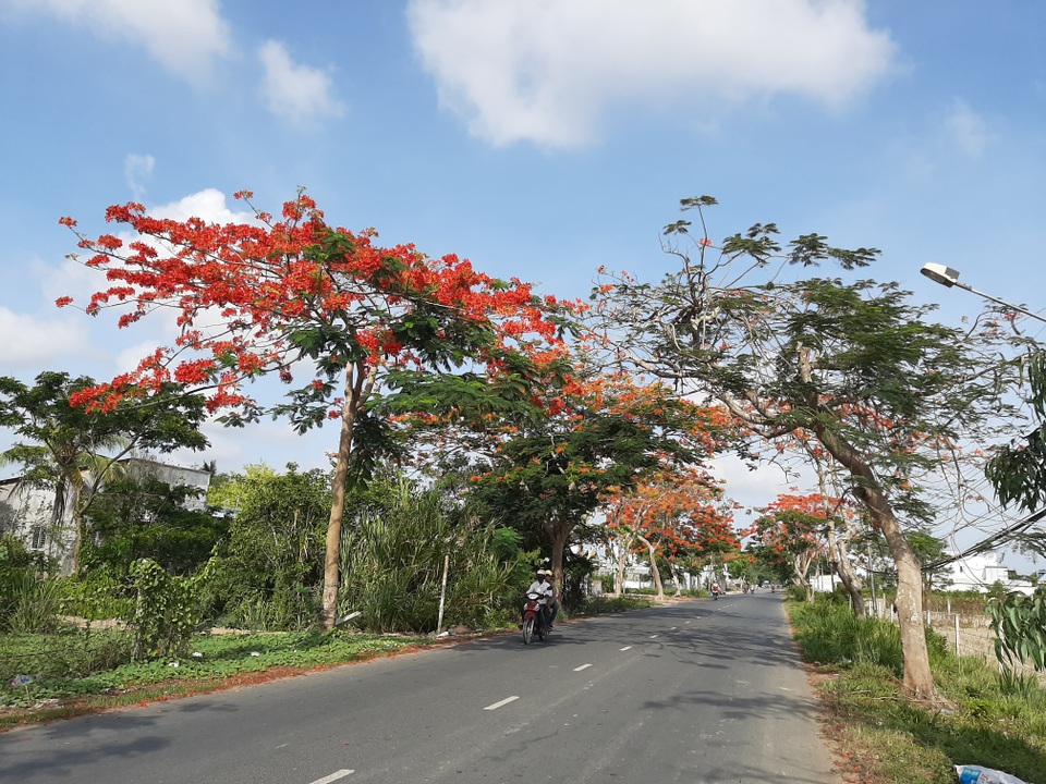 Phượng vĩ “nhuộm đỏ” thành phố Sóc Trăng - 1 Phượng vĩ “nhuộm đỏ” thành phố Sóc Trăng - 1